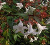 Abelia x grandiflora - Flowers, side view - Click to enlarge!